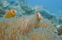 Clownfish
Off Nagini Island, Fiji
 by Tracey Smith 